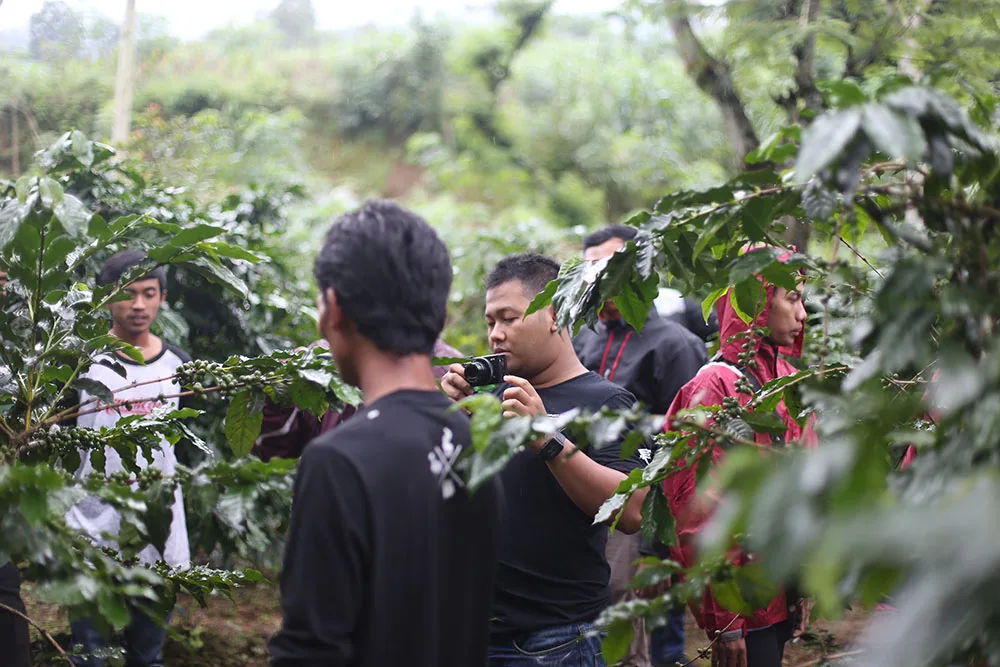 Mengenal Kopi di kebun kopi langsung